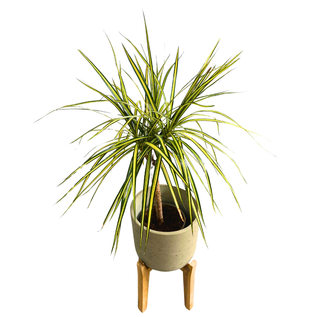 Dracena Sunray Hojas Alargadas Amarillas Y Verde Intenso M16_0