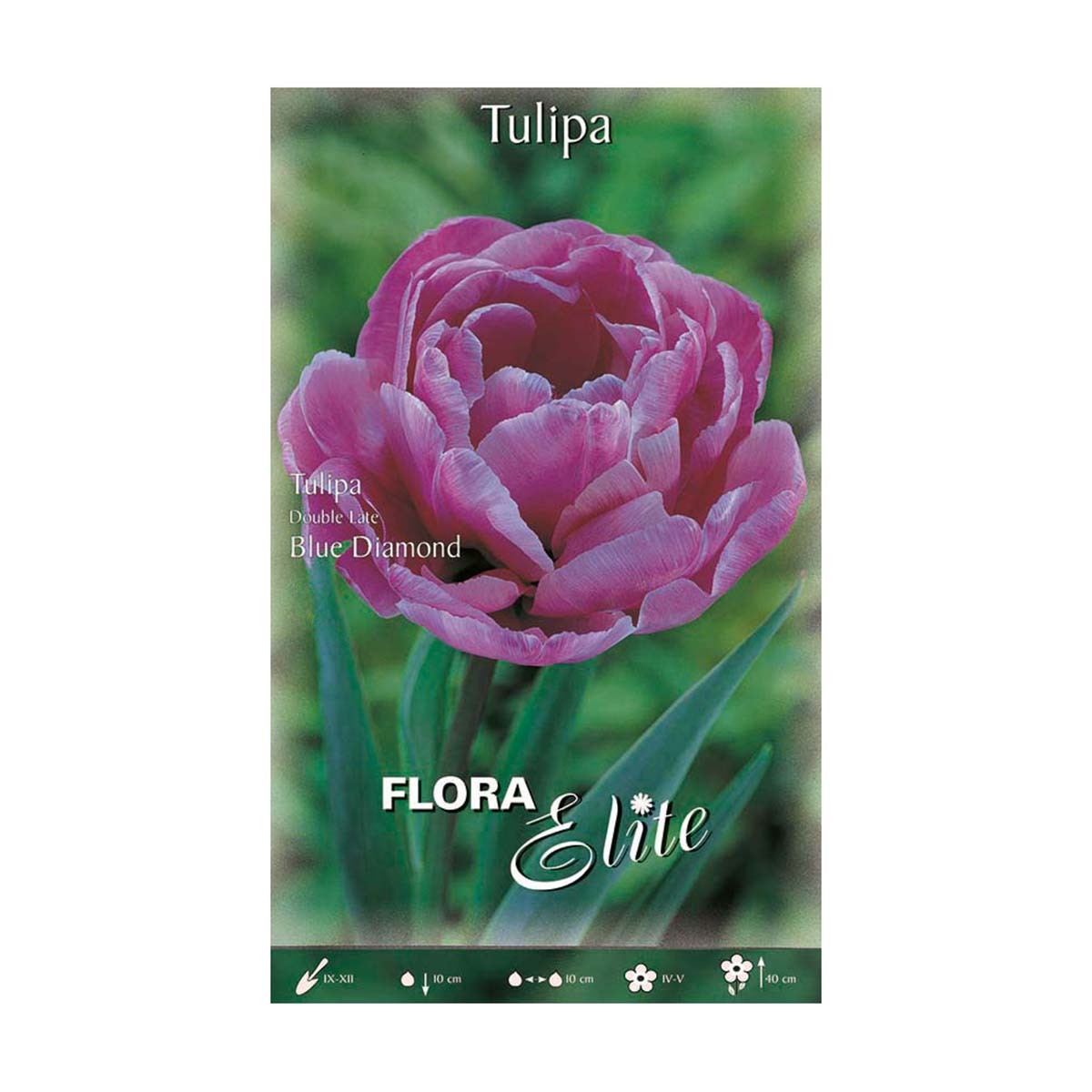 Bulbos Tulipán doble rosa 7 uds