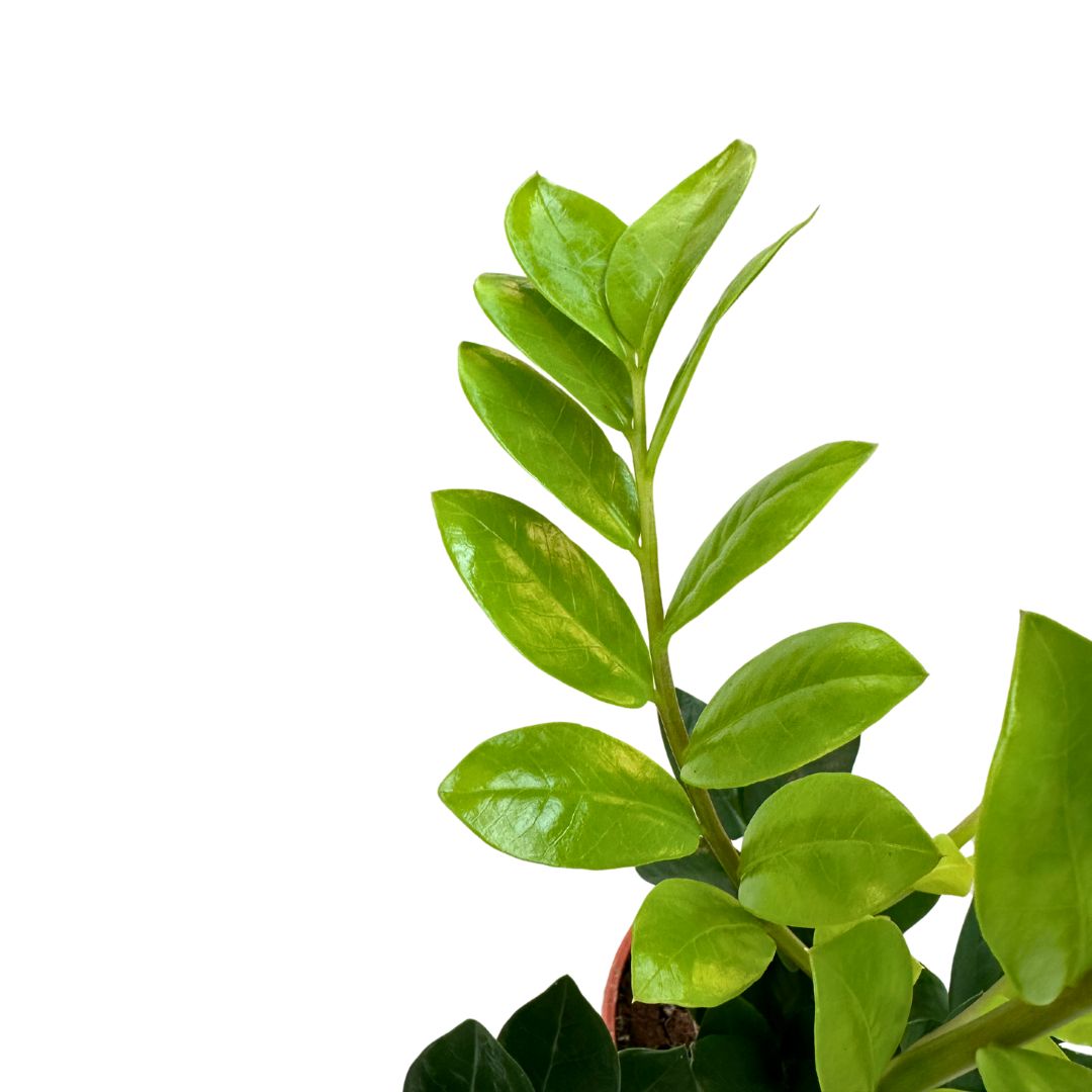Zamioculcas Planta De Interior Resistente A La Poca Luz (zamioculcas Zamiifolia) Maceta 17cm_1