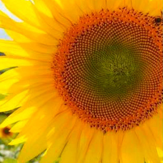 Semillas Girasol Gigante Ecológicas_0