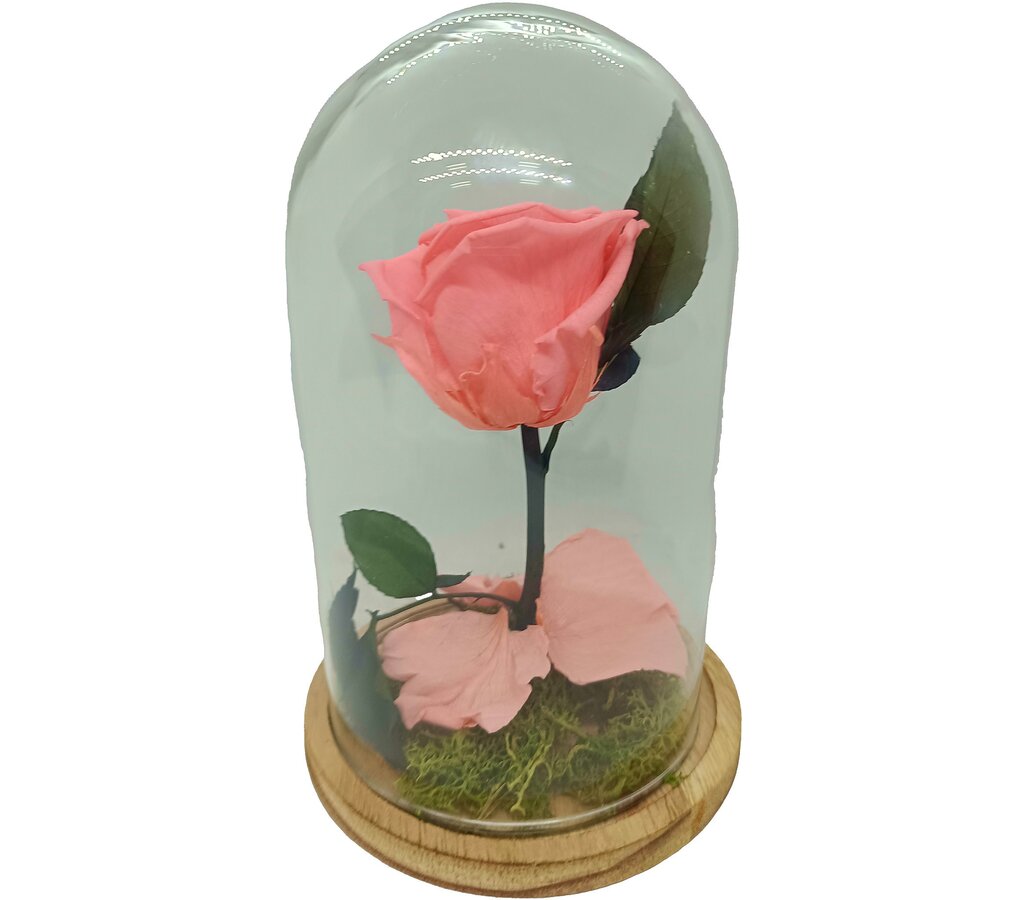 Mundo Eterno Rosa En Cúpula Rosa 12x20cm_1