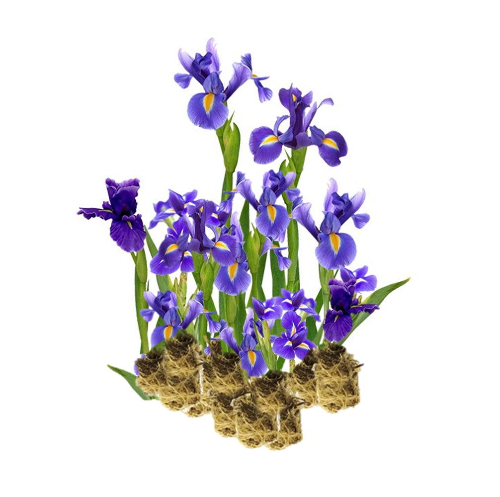 Lirio Azul - Iris Kaempferi - 15 Plantas_0