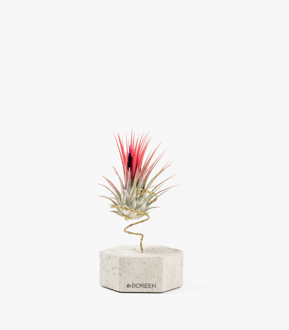 Planta De Aire Tillandsia Ionantha Con Hexágono De Hormigón_0