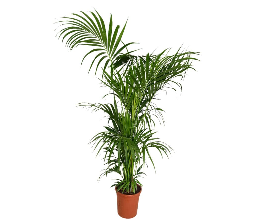 Kentia Forsteriana M32 200cm_0
