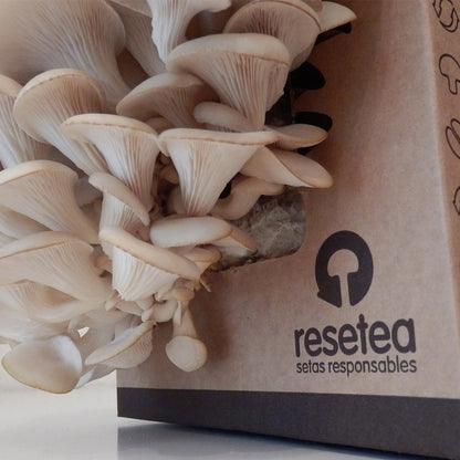 Kit Cultivo de Setas Ostra en Casa - Ingrediente Gourmet en 15 Días, Regalo Original - Resetea_3
