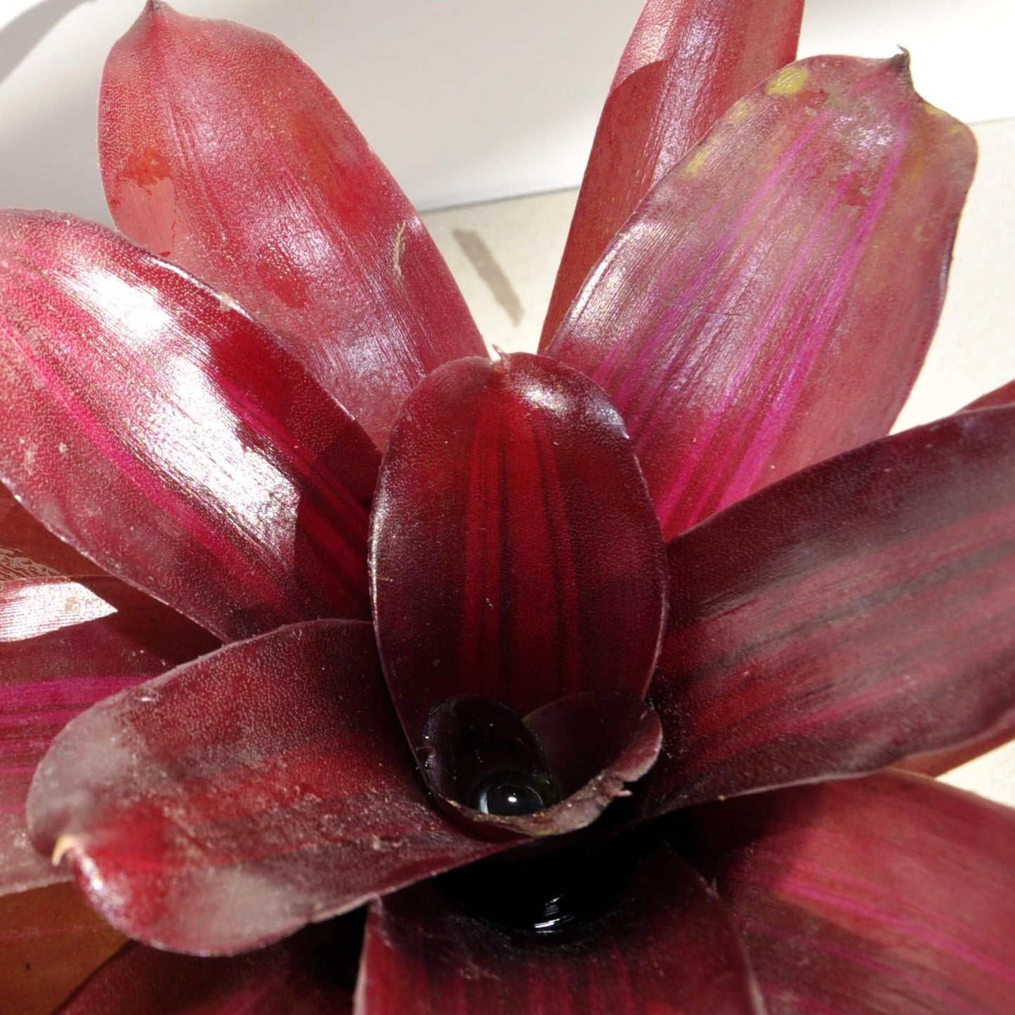 Neoregelia 'Iris'; bromelia purpúrea, apta para terrarios; Curiosarium; altura 15-18 cm, diámetro 12-15 cm_1
