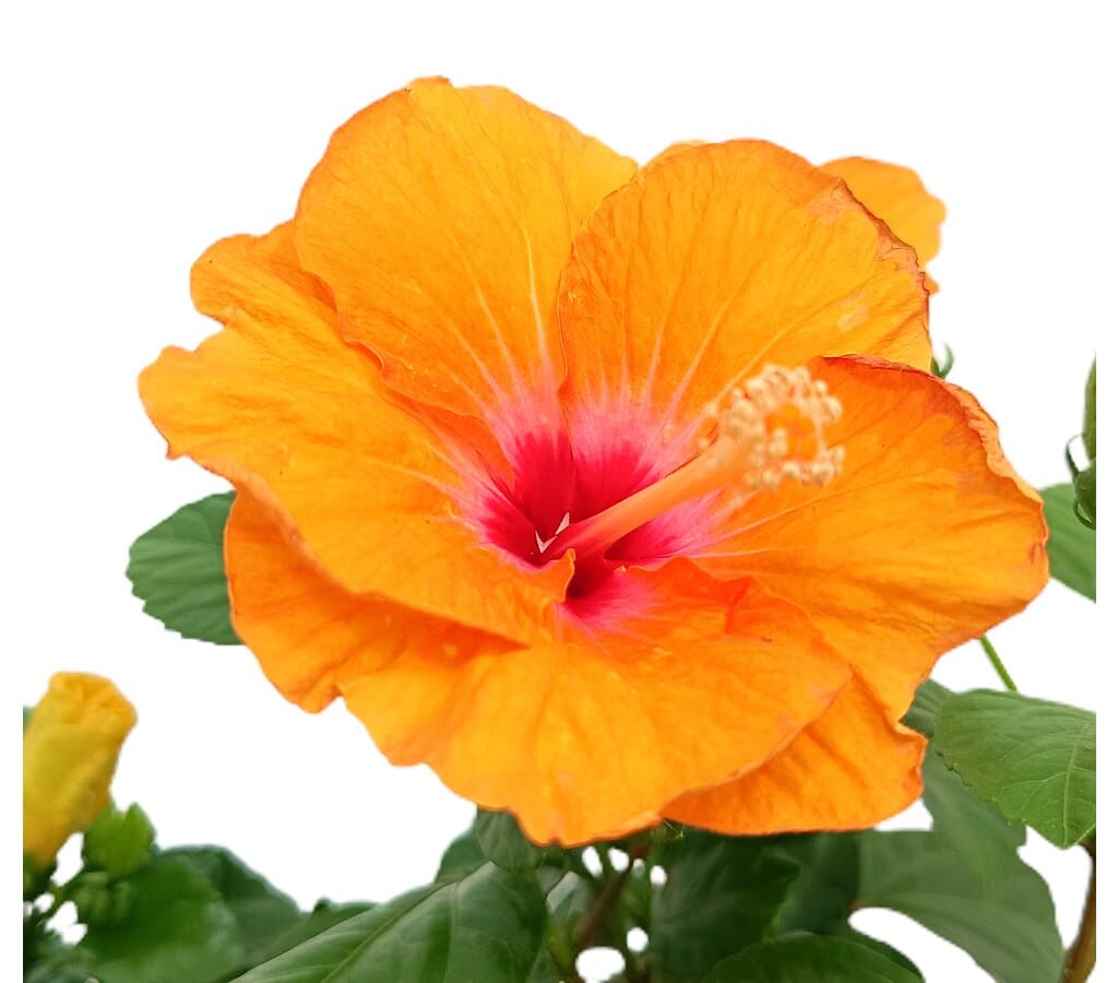 Hibiscus Rosa Sinensis M17 25cm (rosa De China)_2