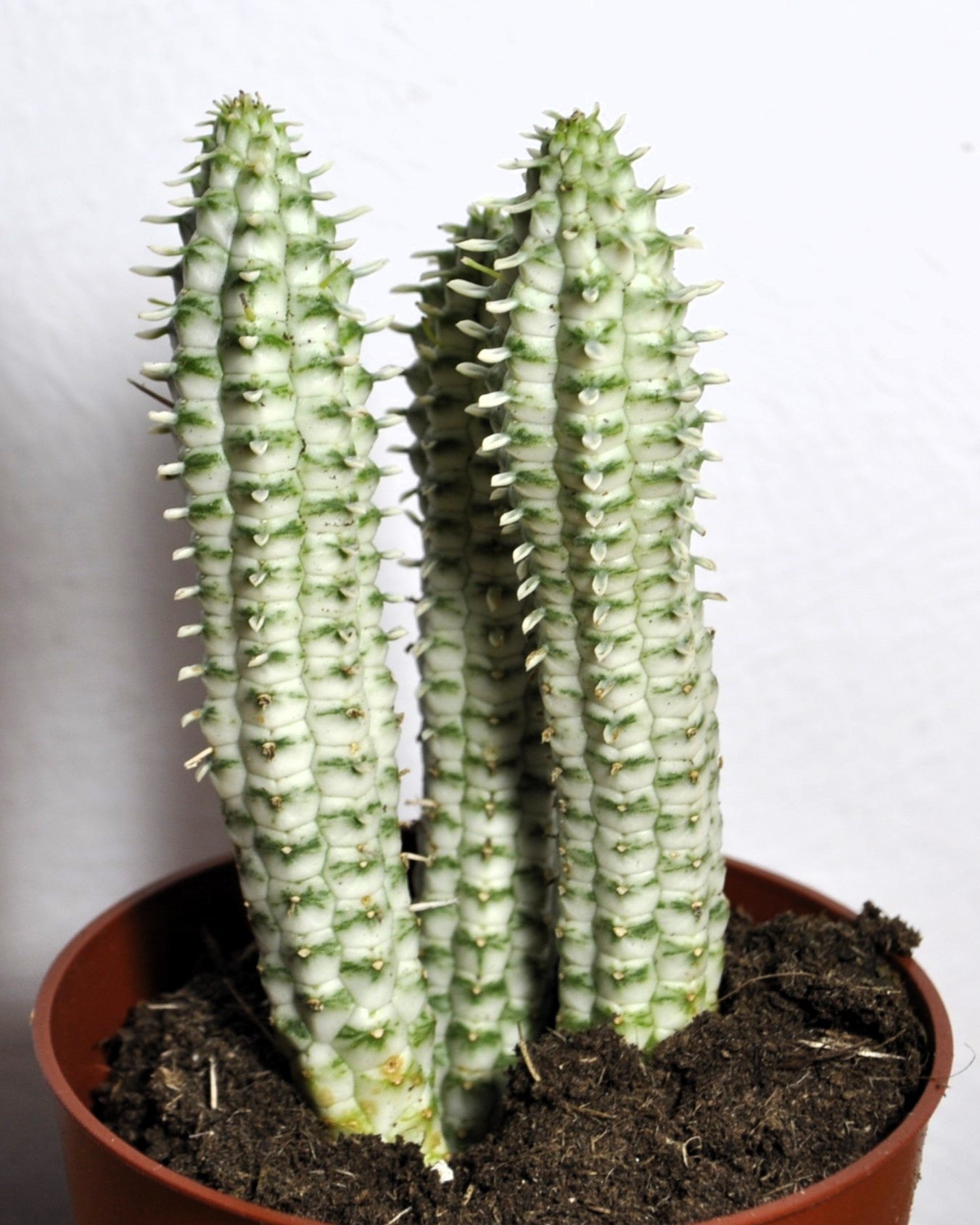 Euphorbia Mammillaris 'variegata' (mazorca De Maíz Variegada); Euforbia Suculenta; Curiosarium; Diámetro Maceta 10,5 Cm_2