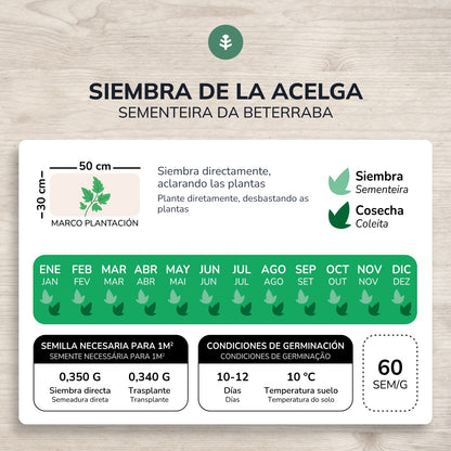 Semillas de Acelga Verde ecológicas Planeta Huerto