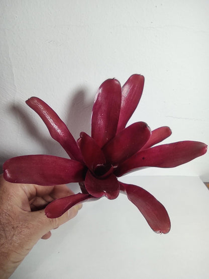 Neoregelia 'Super Fireball'; bromelia roja; Curiosarium; altura 15-18 cm, diámetro 10-12 cm, sin sustrato_3