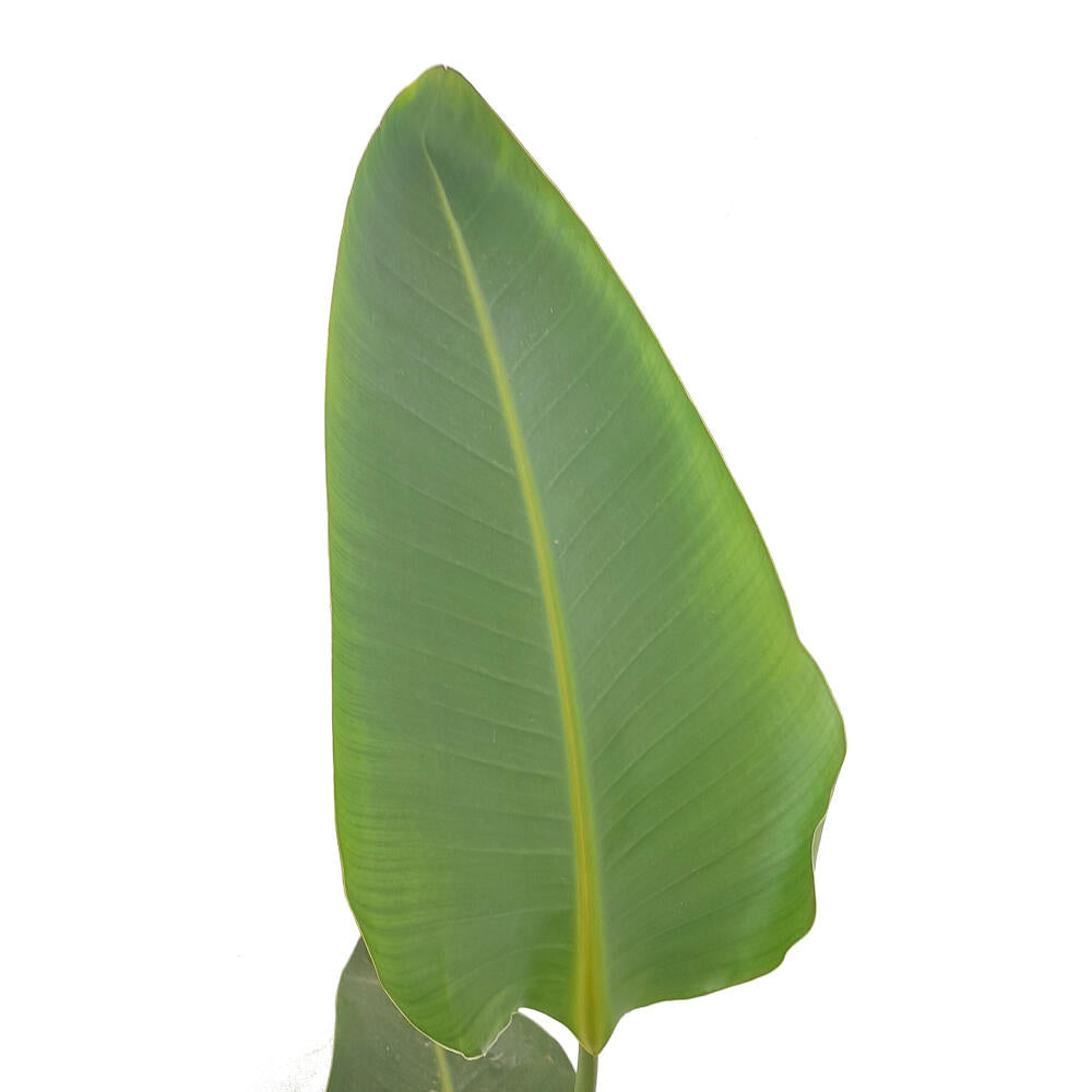 Strelitzia Augusta M20 120cm (ave Del Paraíso)_1