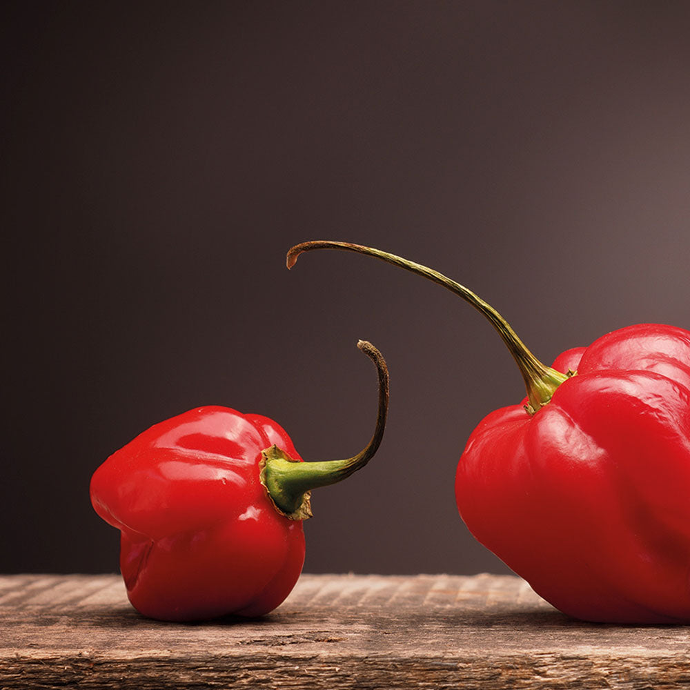 Kit Autocultivo Habanero Red Caribbean Pimiento Extra Picante 450.000 SHU - Resetea_3