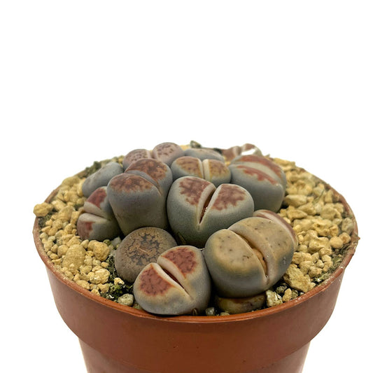 Lithops Cactus Y Suculentas M5,5 cm Ø_0
