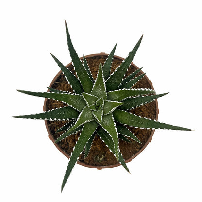 Haworthiopsis Attenuata Cactus Y Suculentas M8,5 cm Ø_1