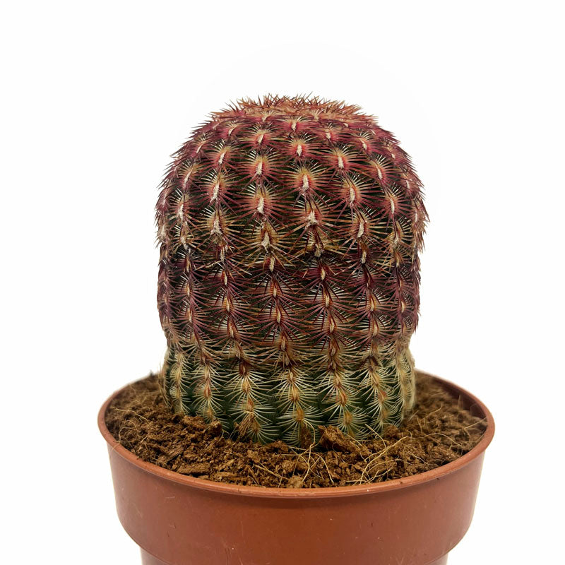 Echinocereus Rigidissimus Ssp. Rubispinus Cactus Y Suculentas M8,5 cm Ø_0