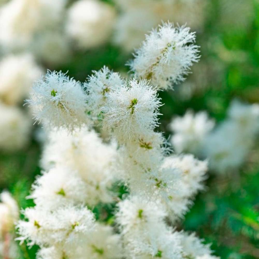 Jabón Natural De Árbol De Té (90g) - Indicado Para Piel Grasa - Evita Acné - Apto Para Higiene Íntima - Exfoliante Suave_1