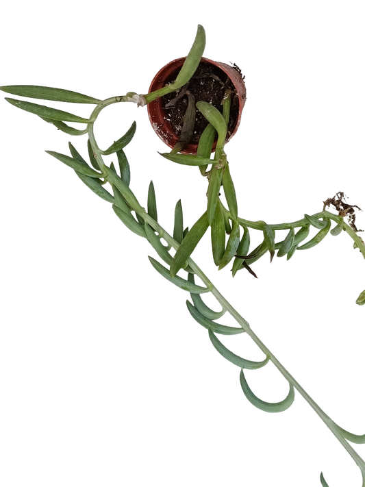 Senecio Radicans Colgante Planta Suculenta Ø5_0