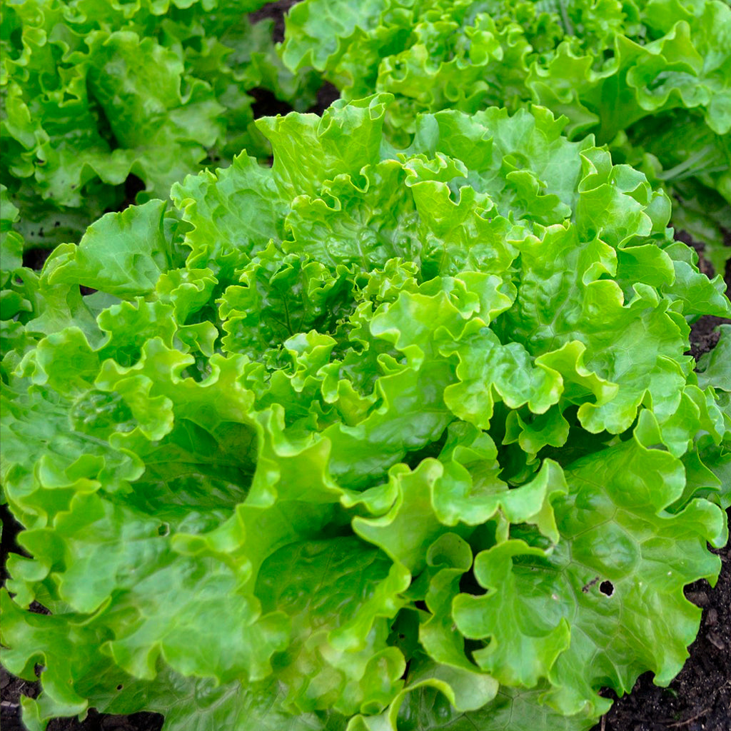 Plantón Lechuga Batavia 10 Unidades - PlantaBo_1