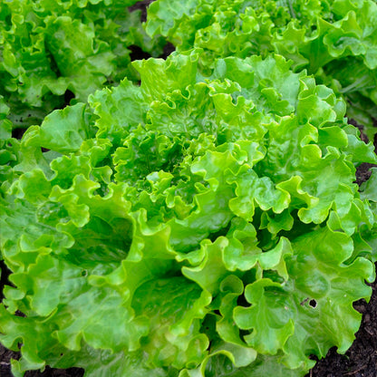 Plantón Lechuga Batavia 10 Unidades - PlantaBo_1