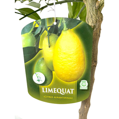 Limequat Copa M26 140cm_2