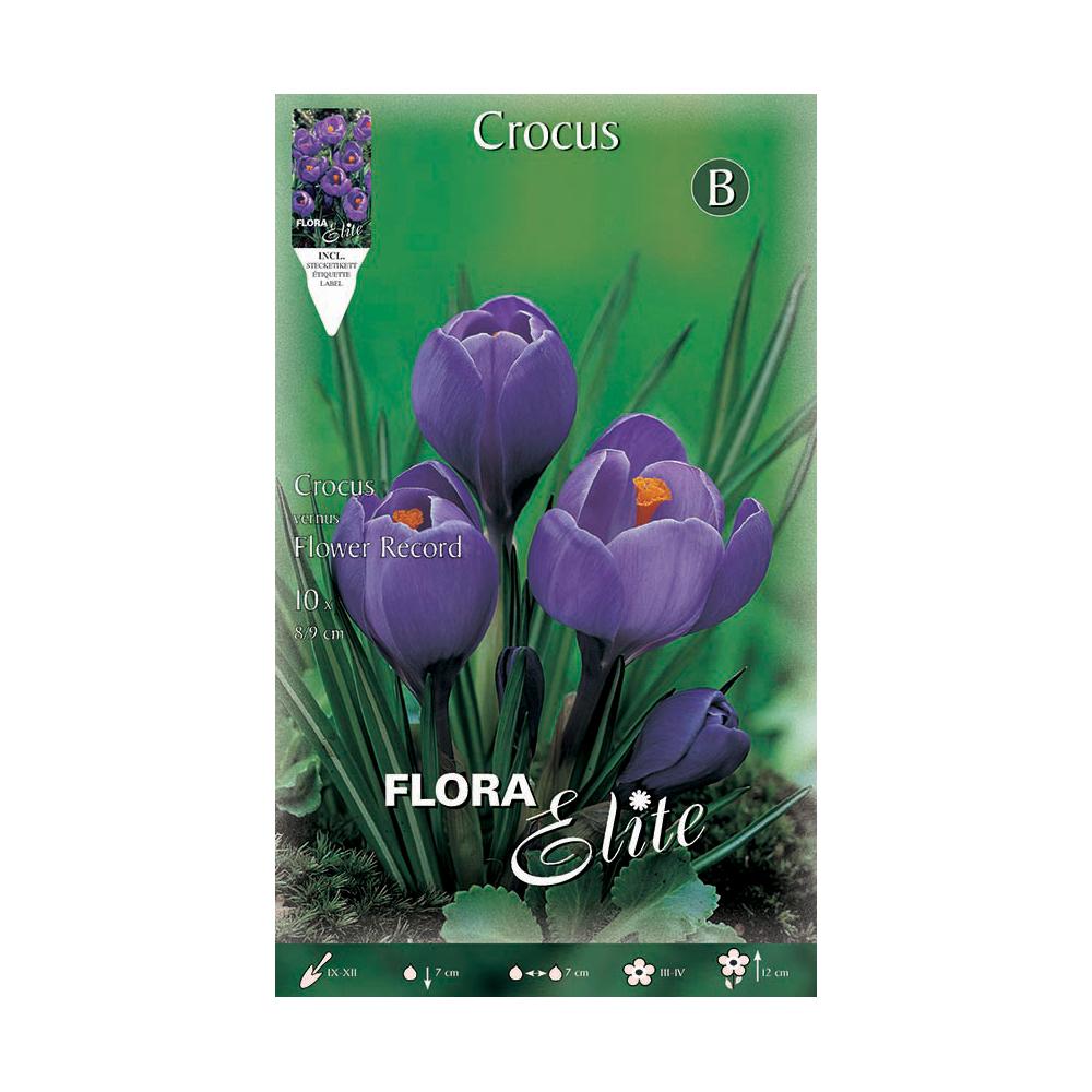 Bulbos Crocus púrpura 10 uds