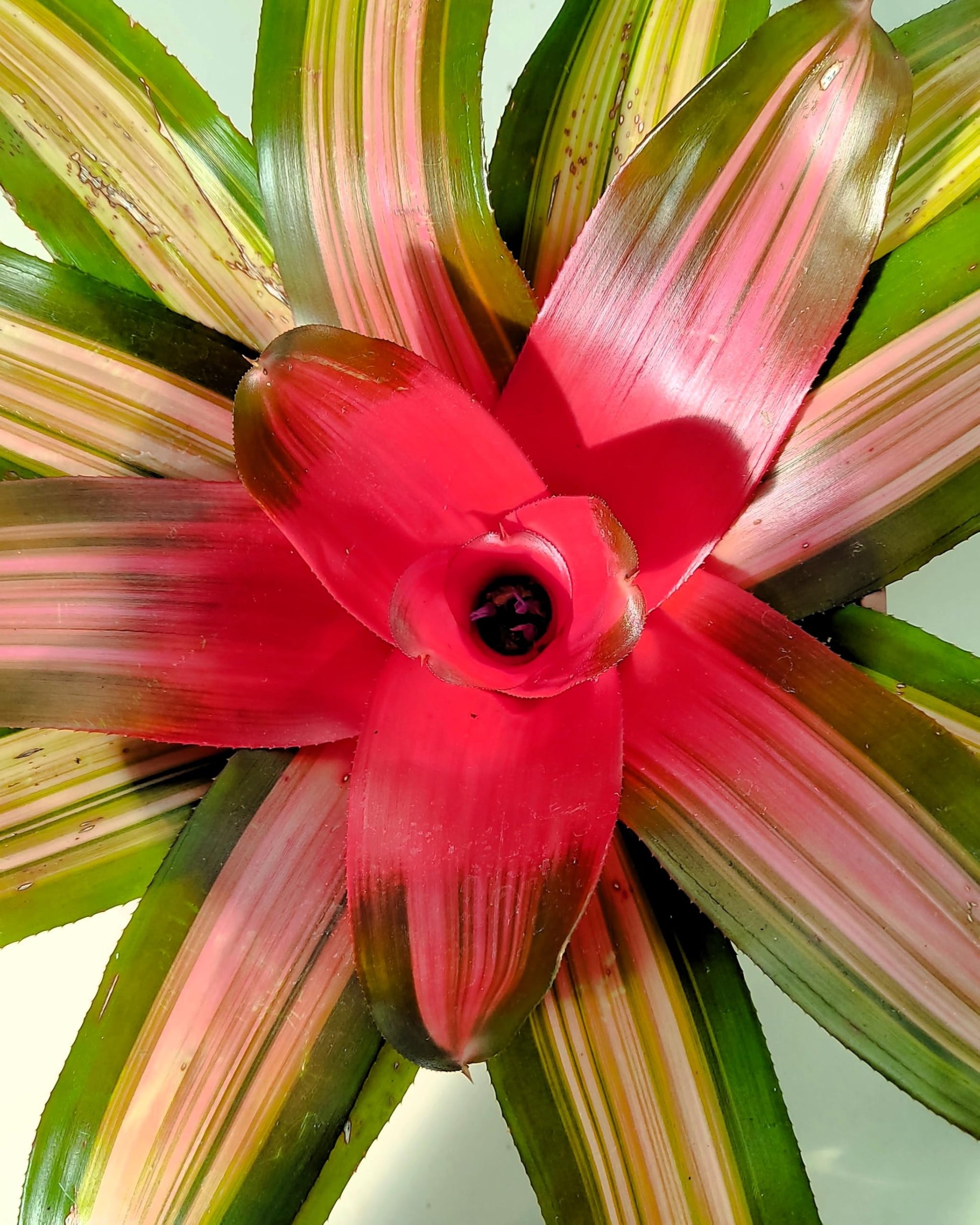 Neoregelia 'Vulcana'; bromelia multicolor; Curiosarium; altura 30 cm, diámetro 30 cm, sin sustrato_2