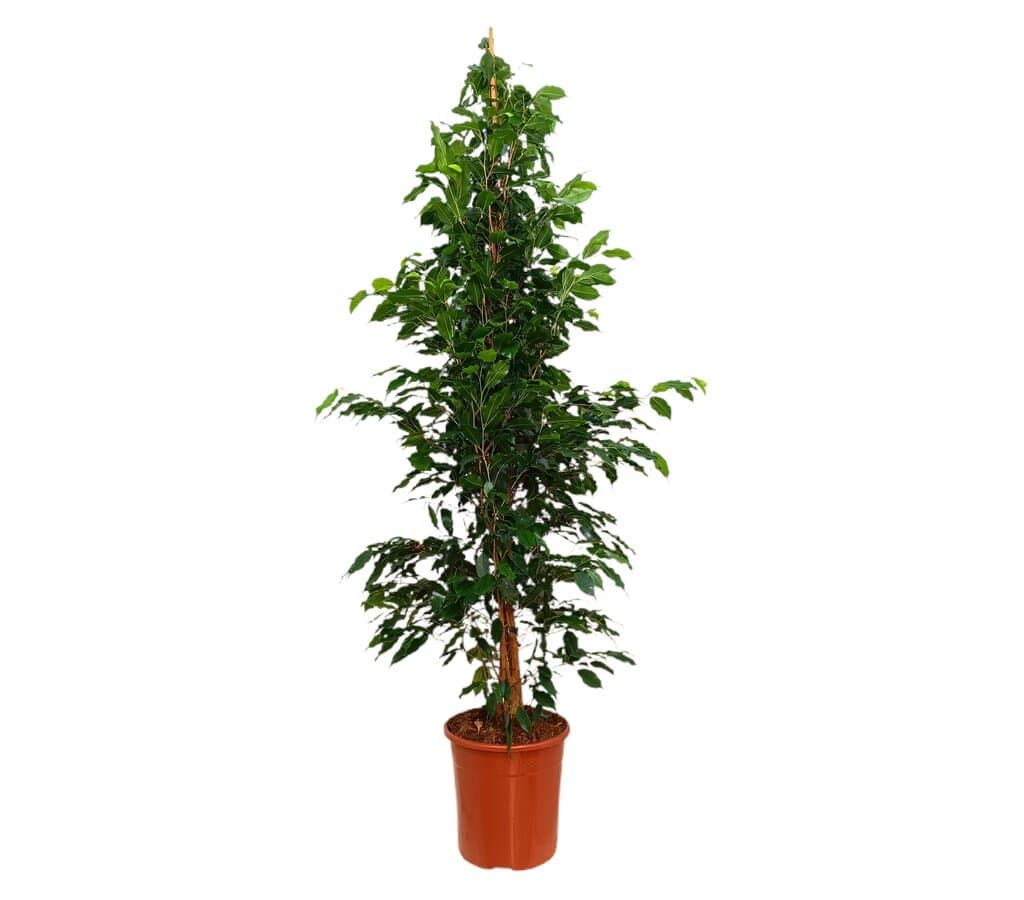 Ficus Daniel M30 180cm_0