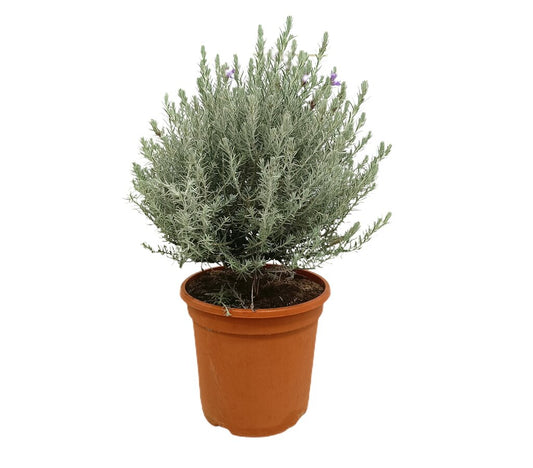 Eremophila Nivea M24 70cm (eremophila Sedosa)_0