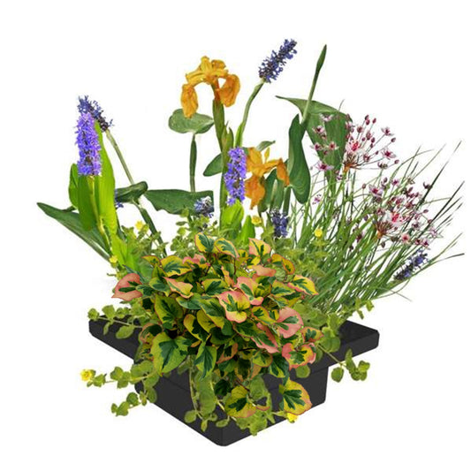 Isla De Plantas Estanque - 4 Variedades De Plantas - 25x25 Cm_0