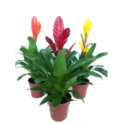 Vriesea Variada M12 45cm_0