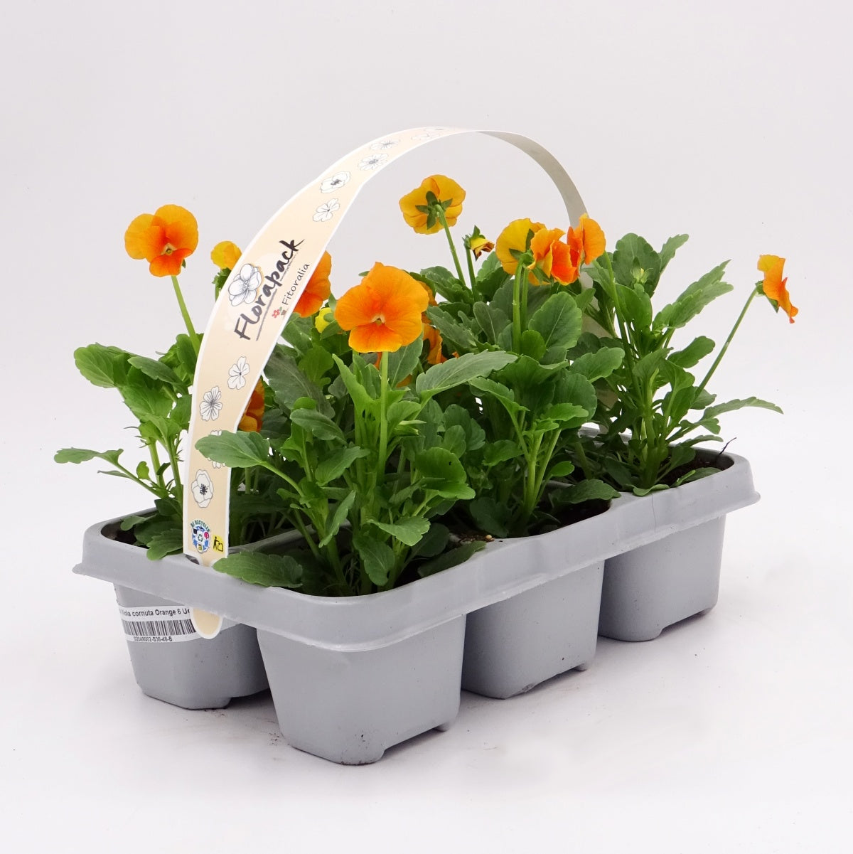 Pack Plantones Violeta Naranja 6 Ud. Natural - Fitoralia_0