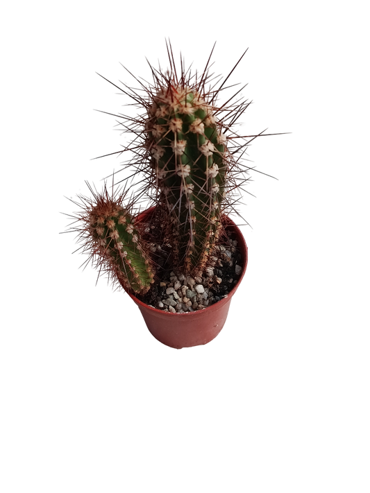 Neocardenasia Herzogiana Cactus Columnar Ø5_0