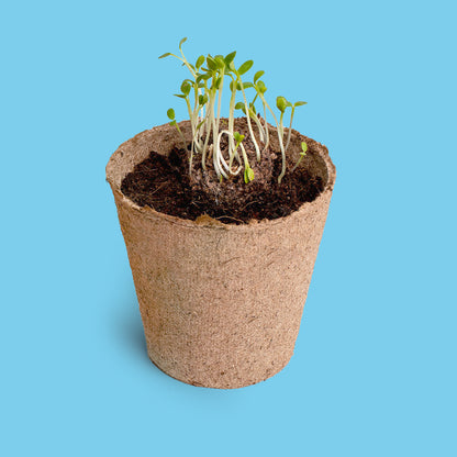 Nomeolvides - Kit de Cultivo con Semillas de Myosotis, Maceta y Sustrato, Regalo Original - Resetea_2