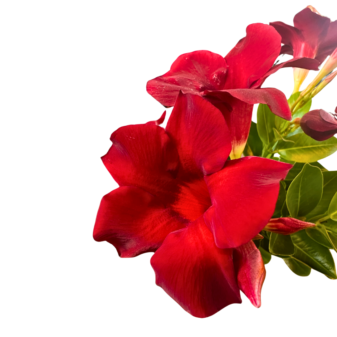 Dipladenia Colores Variados M11_1