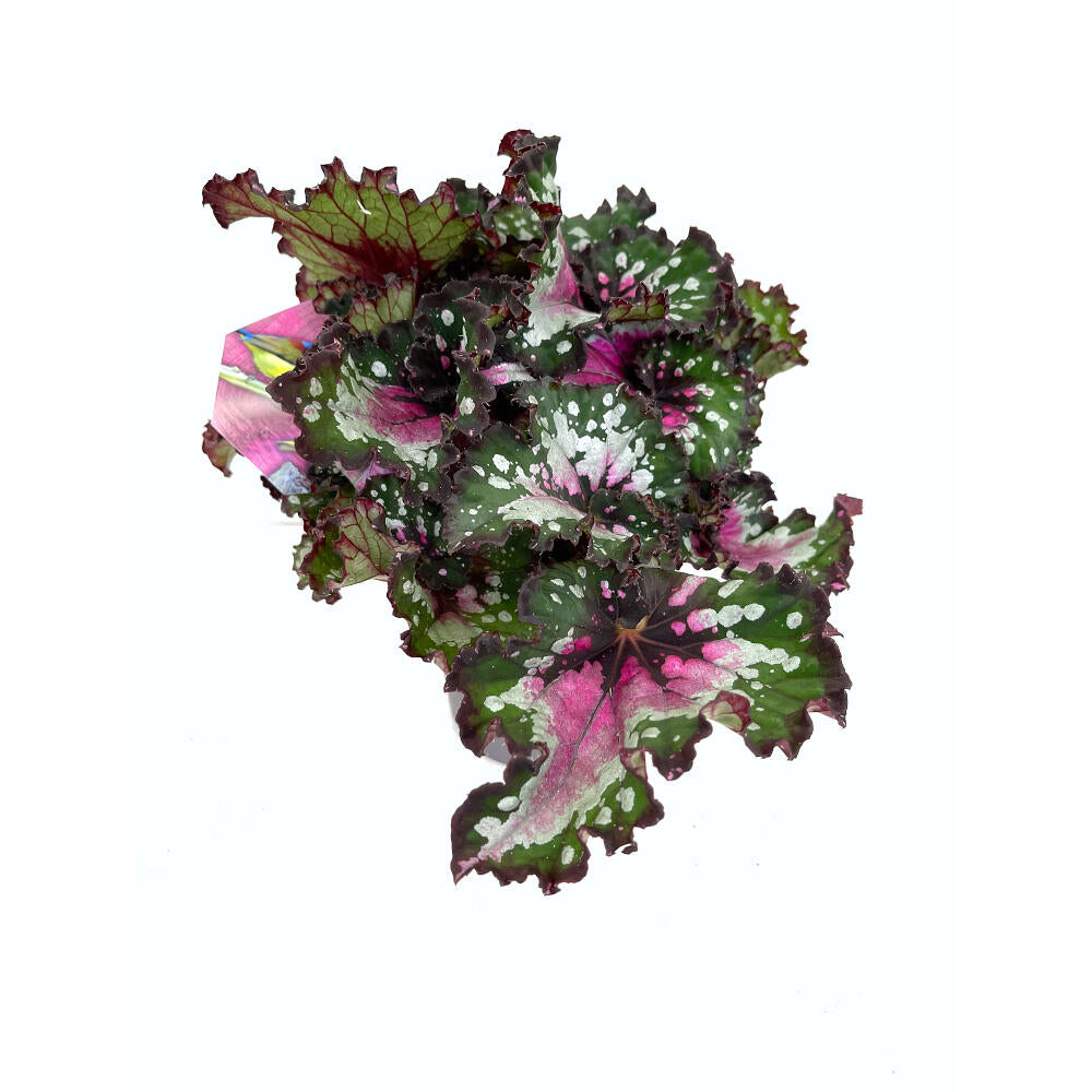 Begonia Beleaf M13 25cm_1