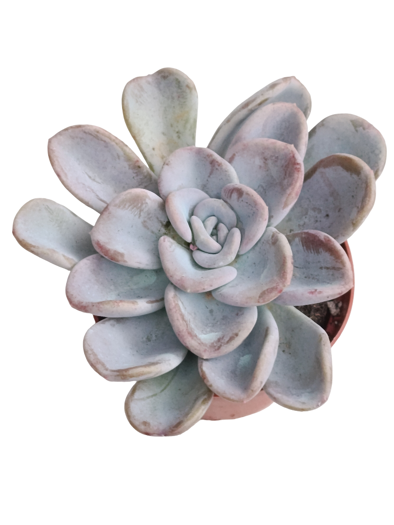 Echeveria Orpet Ø8 Planta Suculenta De Sol_0
