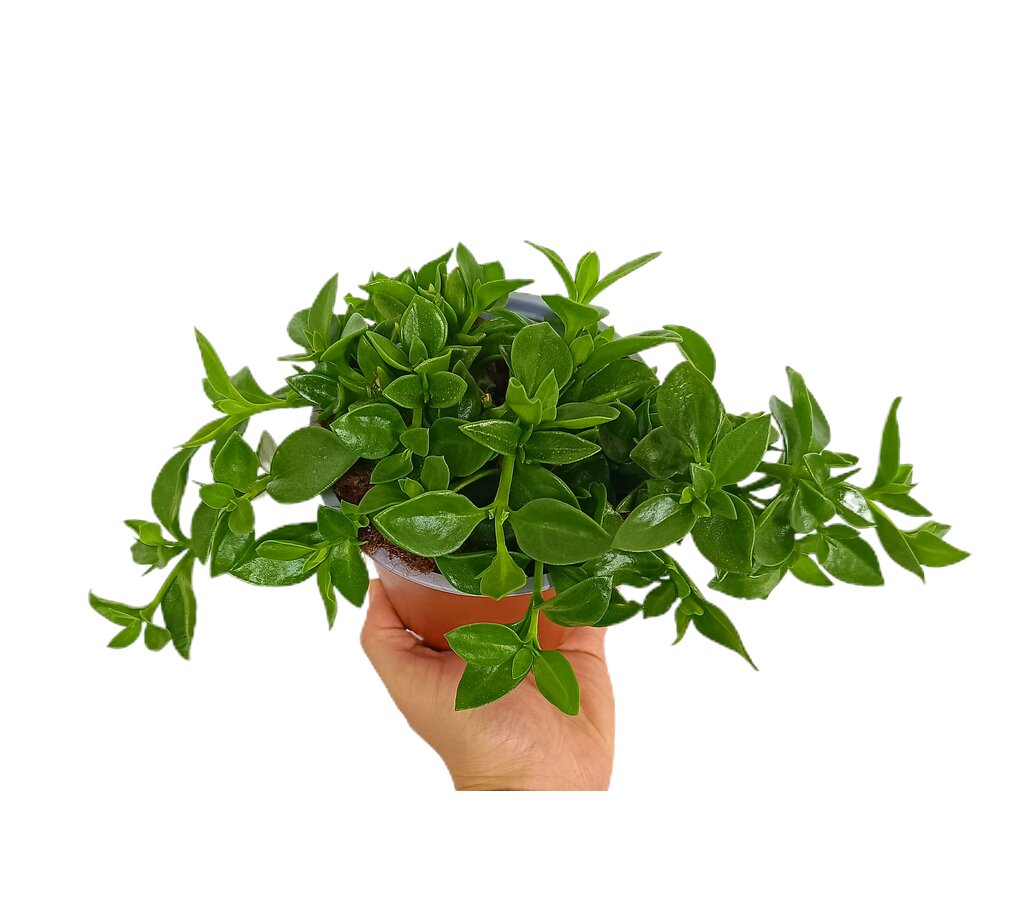 Aptenia Cordifolia M13_0