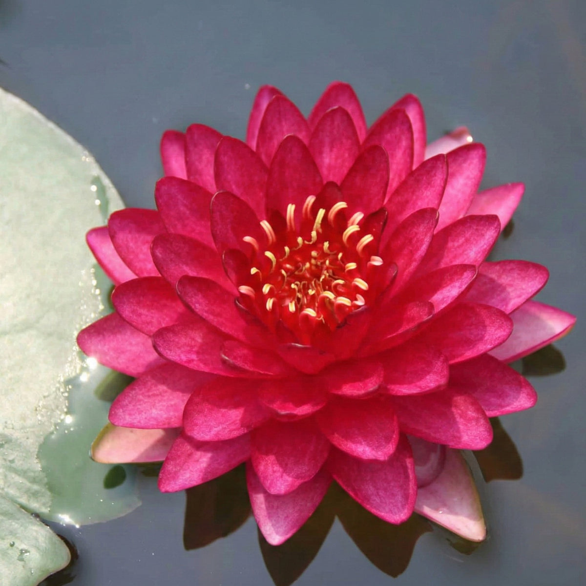 Nymphaea Petroula Nenúfar Estanque - Floración - Resistente - Con Cesta_2