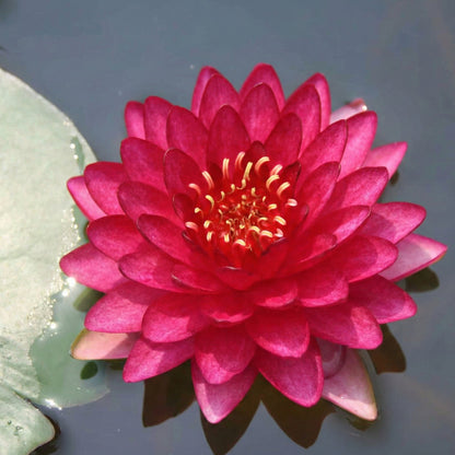 Nymphaea Petroula Nenúfar Estanque - Floración - Resistente - Con Cesta_2