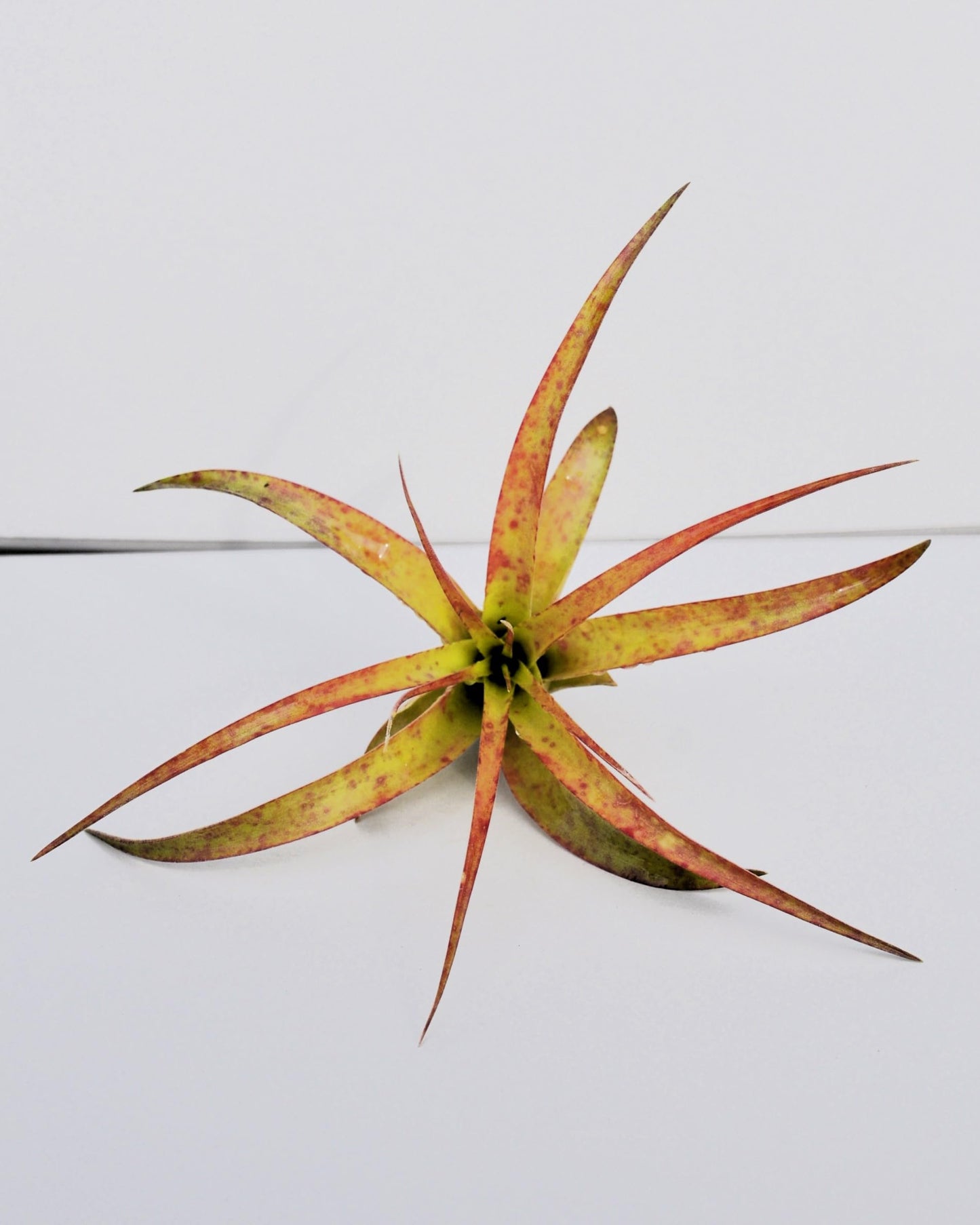 Tillandsia brachycaulos var. brachycaulos; planta del aire, verde/rojo; Curiosarium; altura 10-15 cm, diámetro 10-20 cm_0