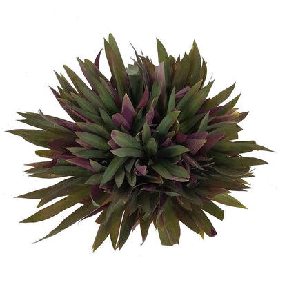 Tradescantia Spathacea M22 35cm (maguey Morado)_1