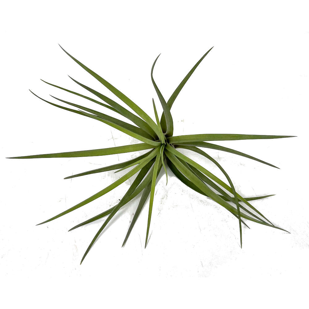 Tillandsia Velutini 15cm Alto X 10cm Ancho_1