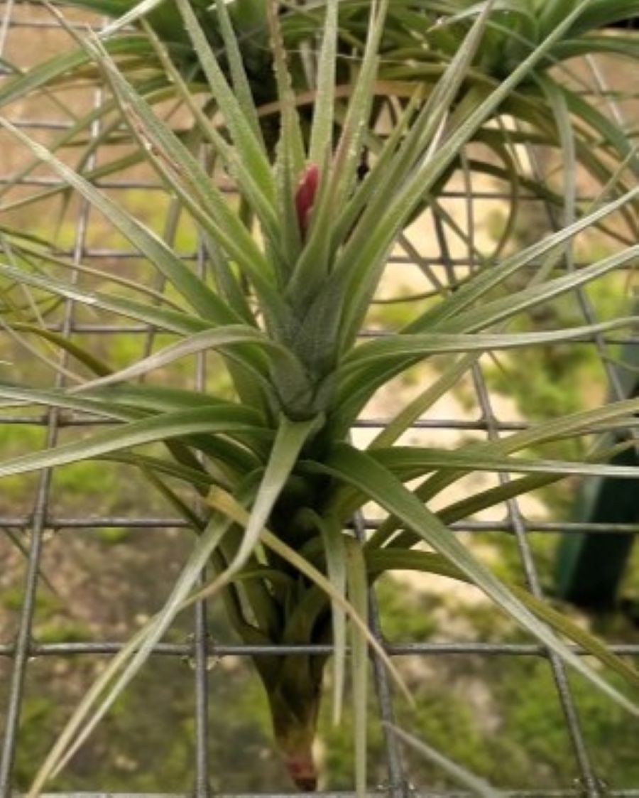 Tillandsia tenuifolia; planta del aire, ideal para principiantes; Curiosarium; atura 8-10 cm, diámetro 8-10 cm_0