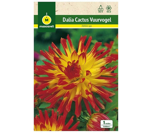 Bulbo Dalia Cactus Wuurvogel_0