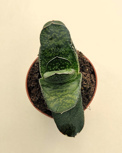 Gasteria Sp. (gasteria); Planta Suculenta; Curiosarium; Diámetro Planta 12-14 Cm, Diámetro Maceta 8,5 Cm_2