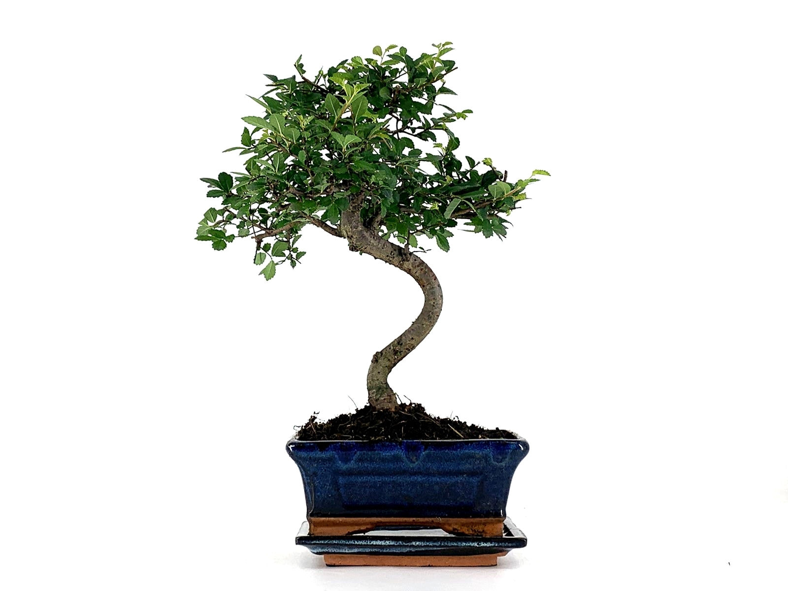 Pack De Bonsái Zelkova 6 Años + Plato_1