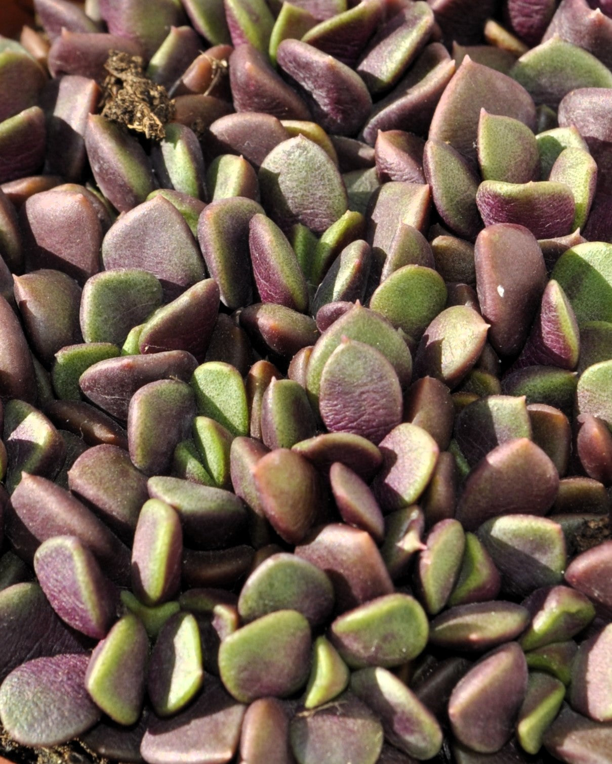 Anacampseros Rufescens (rosa De Arena); Planta Suculenta; Curiosarium; Diámetro Maceta 10,5 Cm_3