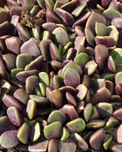 Anacampseros Rufescens (rosa De Arena); Planta Suculenta; Curiosarium; Diámetro Maceta 10,5 Cm_3