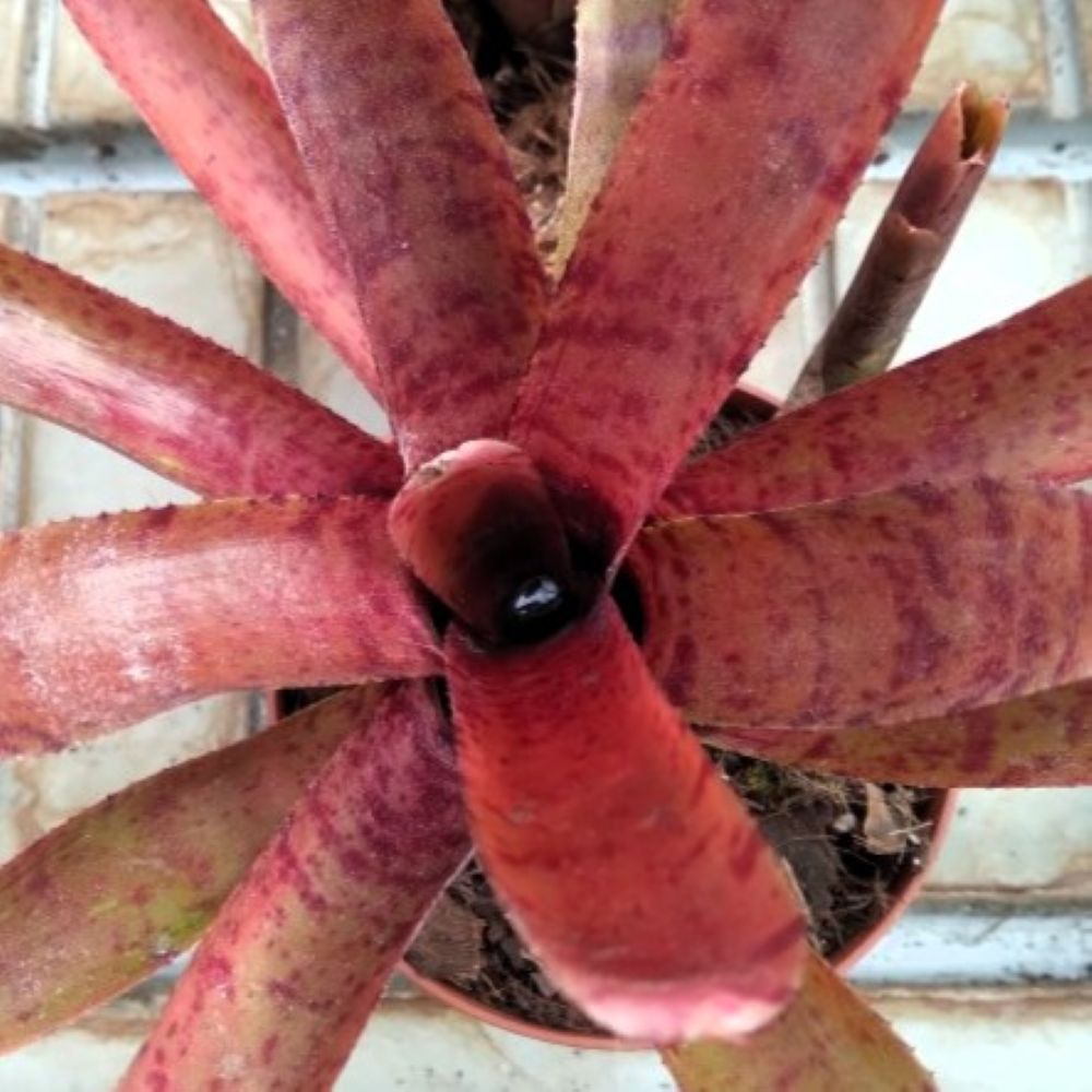 Neoregelia punctatissima rubra 'Hybrid'; bromelia punteada roja; Curiosarium; altura 20 cm, diámetro 10 cm, sin sustrato_0