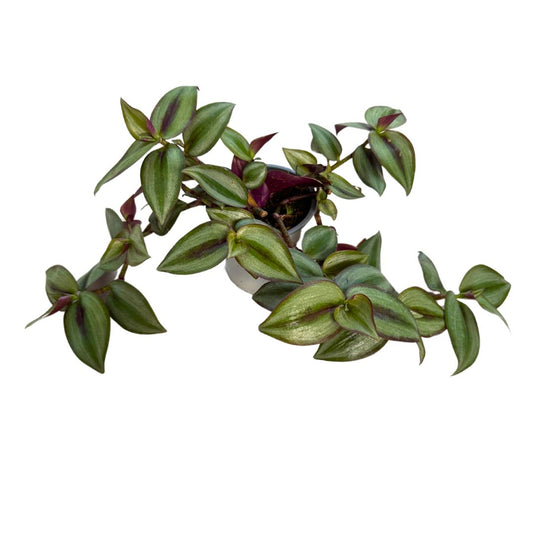 Tradescantia Planta De Amor De Hombre Maceta 14cm_0